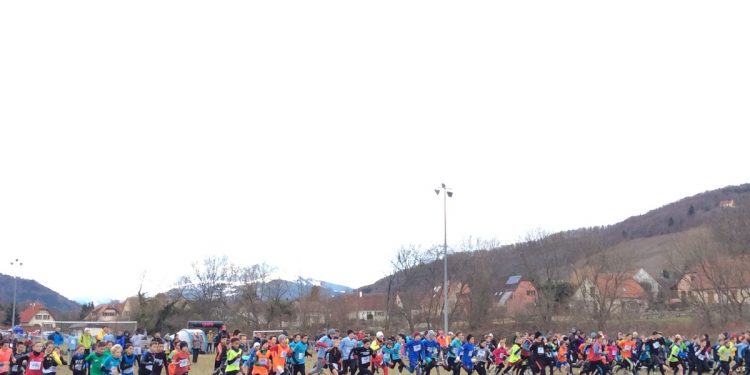Cross UNSS Alsace : Des juniors combatifs