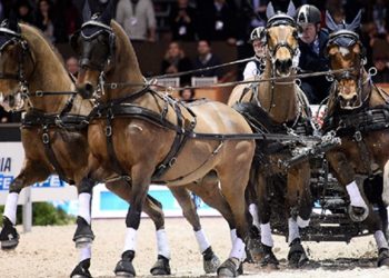 Attelage : Les meneurs pour la finale sont connus…