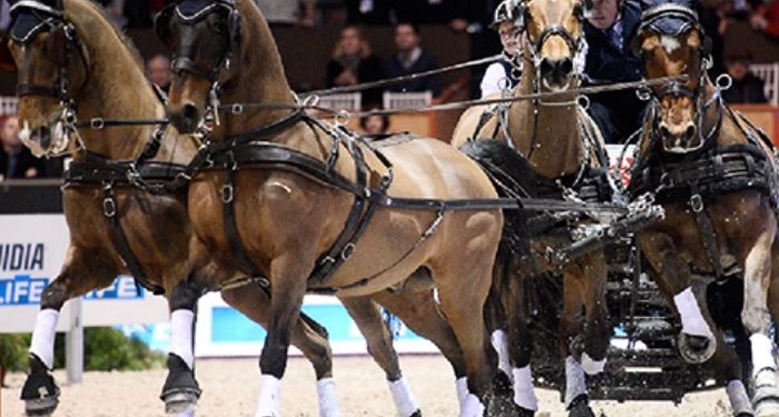 Attelage : Les meneurs pour la finale sont connus…