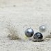 Trophée l’Équipe 2018 : La pétanque mondiale au rendez-vous