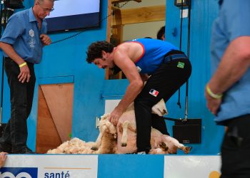 Tonte de moutons : les Bleus déjà sur les podiums