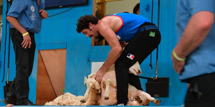 Tonte de moutons : les Bleus déjà sur les podiums