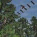 Sports de plein air : accrobranche dans les Ardennes