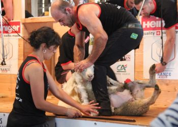 Les résultats du Championnat du monde de tonte de moutons 2019