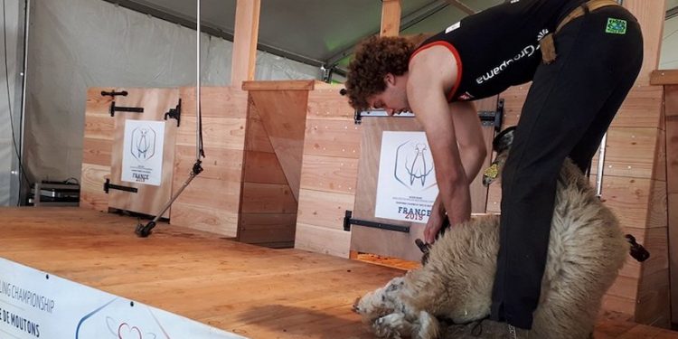 Les moutons stars en Haute-Vienne !