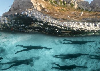 Présentation de la 3e Odyssée Massalia de natation
