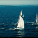 Voile : le calendrier de Spi Ouest-France – Destination Morbihan 2020