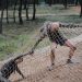 Thristy fox race, un parcours du combattant pour la bonne cause