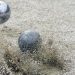 Pas de Trophée des Villes de pétanque en 2020