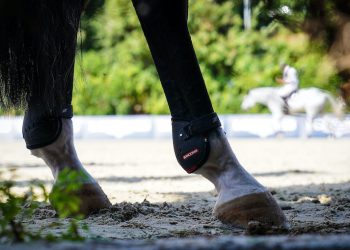 Équitation : Le Comité régional Grand Est s’adresse à la Région