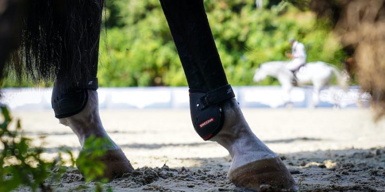 Équitation : Le Comité régional Grand Est s’adresse à la Région