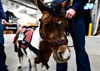 Équitation : Cheval passion peaufine sa préparation