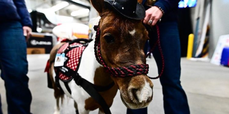 Équitation : Cheval passion peaufine sa préparation