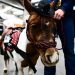 Équitation : Cheval passion peaufine sa préparation