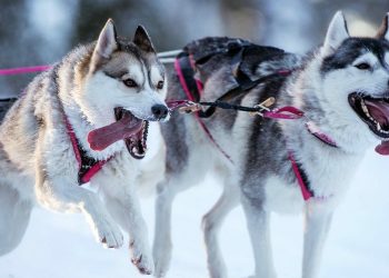 Rémy Coste remporte la Grande Odyssée Savoie Mont Blanc