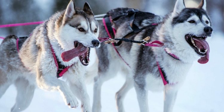 Rémy Coste remporte la Grande Odyssée Savoie Mont Blanc