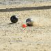 La relance de la pétanque passe par les jeunes