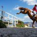 Équitation : Le Jumping de Bourg-en-Bresse va bien avoir lieu