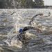 Triathlon : Menant et Bodin triomphent à Château-Gontier