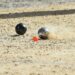Sport-Boules : La France brille au Mondial