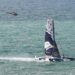 Transat Jacques Vabre : Maxi Edmond de Rothschild vainqueur en Ultime