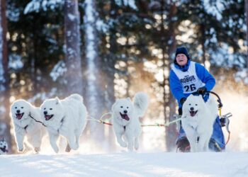 La Grande Odyssée Savoie Mont-Blanc, une aventure hors du commun