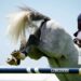 Équitation : Le Jumping de Sever fait son retour