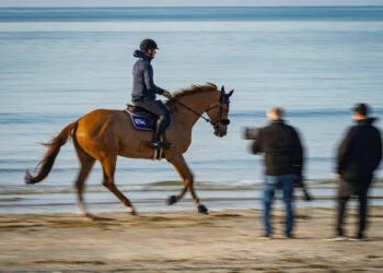 Équitation : Les finales de TREC s’implantent en Aveyron