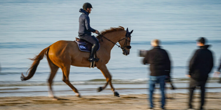 Équitation : Les finales de TREC s’implantent en Aveyron