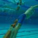 Le Sauvetage Sportif surnage en Occitanie