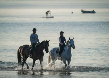 Équitation : La Journée du cheval organisée partout en France