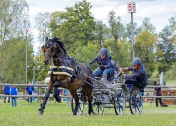 Équitation : La France règne sur l’attelage