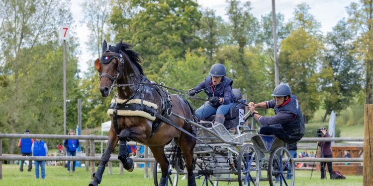 Équitation : La France règne sur l’attelage