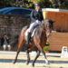 Equitation : La Grande Semaine de Dressage à Saumur