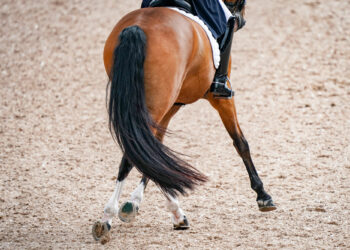 Équitation : Le dressage en vedette à Compiègne