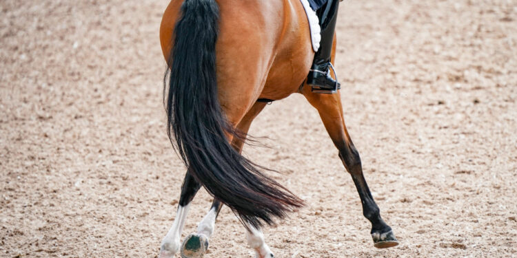 Equitation : Les championnats de France de dressage au Haras de Jardy