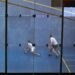 Squash : La 2e série direction Malemort-sur-Corrèze