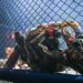 EN DIRECT – MMA : Championnat de France amateur (Cage 2)