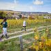 Grand cru 2023 pour le Marathon de Chablis