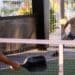 Pickleball, le sport tendance de l’année ?