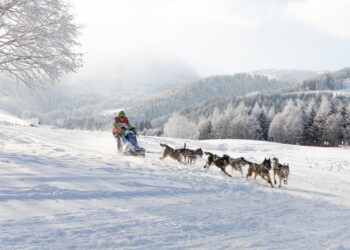 La Grande Odyssée Royal Canin de retour en 2026