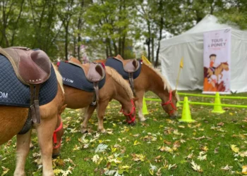 Fête du Sport : l’équitation au cœur de la première édition