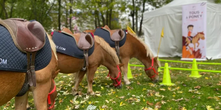 Fête du Sport : l’équitation au cœur de la première édition