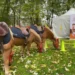 Fête du Sport : l’équitation au cœur de la première édition