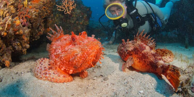 5 choses à découvrir au Salon International de la Plongée Sous-Marine