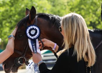 Salon International de l'Agriculture 2026 : la Fédération Française d'Équitation ouvre les portes du monde du cheval