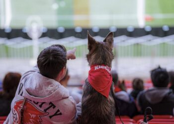 Match 2 Wouf : chiens et supporters réunis au Groupama Stadium pour les playoffs de l&rsquo;OL Lyonnes