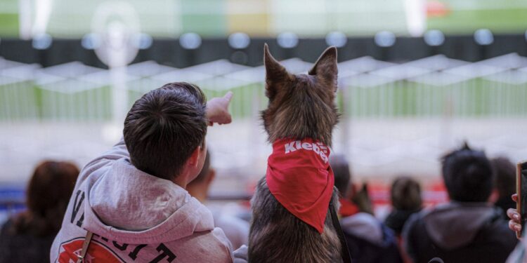 Match 2 Wouf : chiens et supporters réunis au Groupama Stadium pour les playoffs de l&rsquo;OL Lyonnes